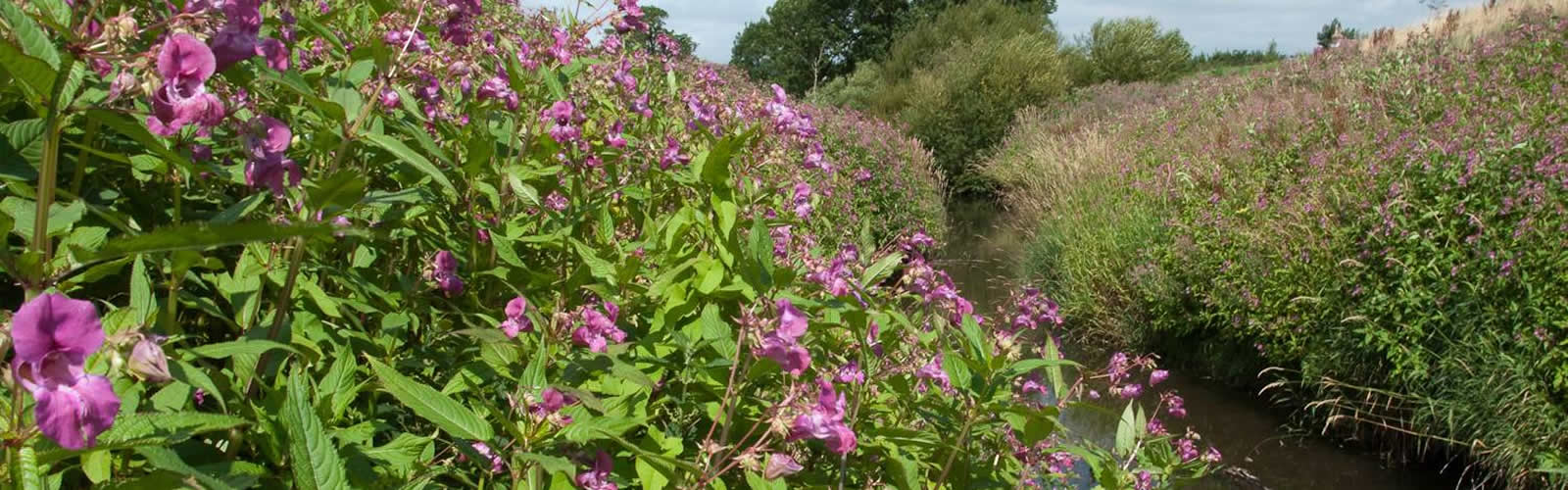 Fairways Landscaping
