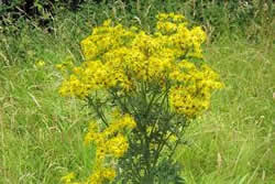 Ragwort